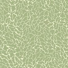 Charger l'image dans la galerie, Léo l'algue