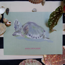 Charger l'image dans la galerie, Tortue au nez de cochon