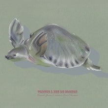 Charger l'image dans la galerie, Tortue au nez de cochon